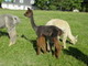 Cria - Wicket