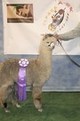 Cria - Tsunami