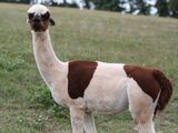 alpaca for sale