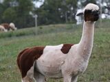 alpaca for sale