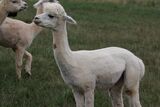 alpaca for sale