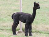 alpaca for sale