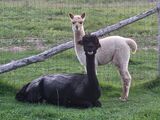 alpaca for sale