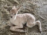 alpaca for sale