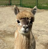 alpaca for sale