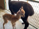 alpaca for sale