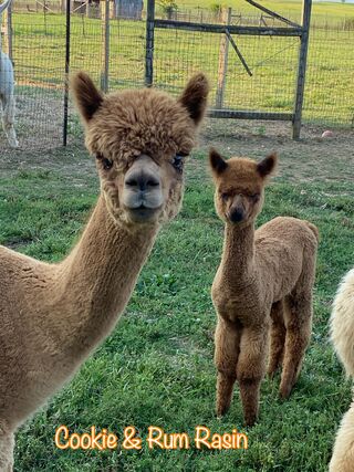 Land of Legends Cookie and Majestic Meadow's A Mans Man created the most wonderful cria. His name is Rum Raisin. 2024 