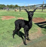 alpaca for sale