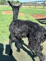 alpaca for sale