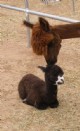 Cinta with her first cria