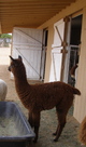 2012 cria - Enora