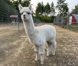 alpaca for sale