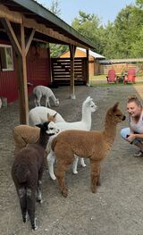 alpaca for sale