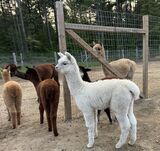 alpaca for sale