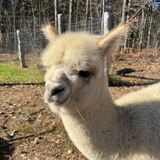 alpaca for sale