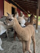 alpaca for sale