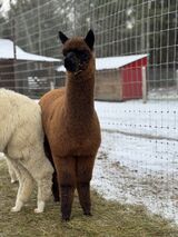 alpaca for sale