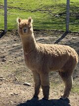 alpaca for sale