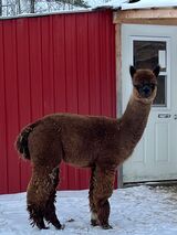 alpaca for sale