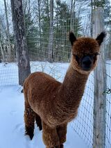 alpaca for sale