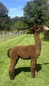 alpaca for sale