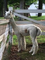 alpaca for sale