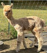 alpaca for sale