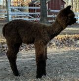 alpaca for sale