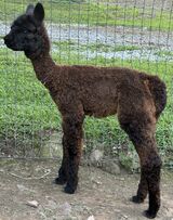 alpaca for sale