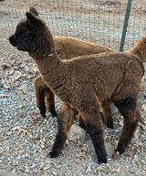 alpaca for sale