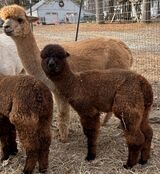 alpaca for sale