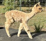 alpaca for sale