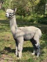 Bred to RedDoor’s Anakin Skywalker for a 2025 cria!