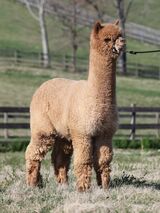 Bred to Paragon’s Archimedes for a 2025 cria!