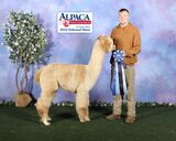 alpaca for sale