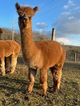 alpaca for sale