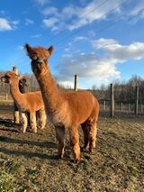 alpaca for sale