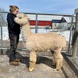 alpaca for sale