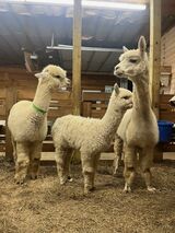 alpaca for sale