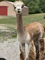 alpaca for sale