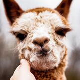 alpaca for sale