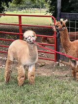 alpaca for sale