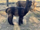 alpaca for sale