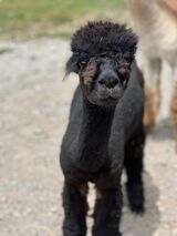 alpaca for sale