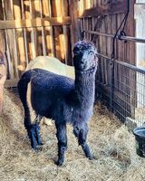 alpaca for sale