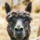 alpaca for sale