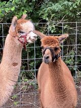 alpaca for sale