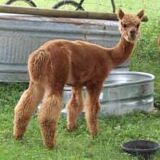 alpaca for sale