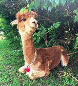 alpaca for sale