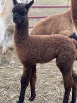 alpaca for sale